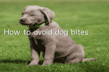 How to avoid dog bites