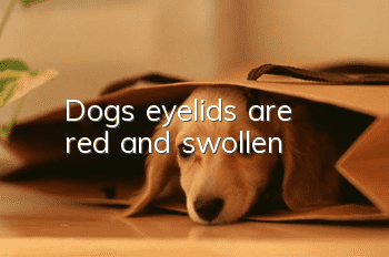 Dog's eyelids are red and swollen
