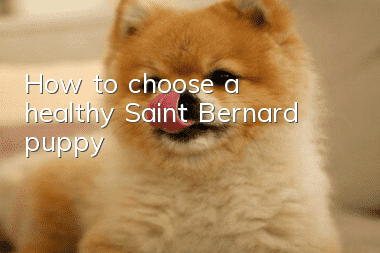 How to choose a healthy Saint Bernard puppy