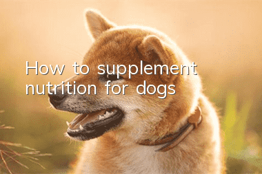 How to supplement nutrition for dogs
