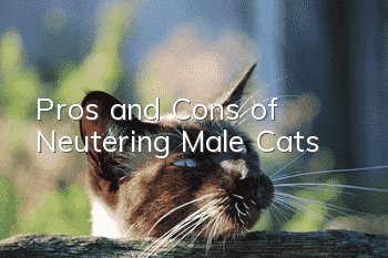 Pros and Cons of Neutering Male Cats