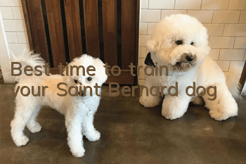 Best time to train your Saint Bernard dog