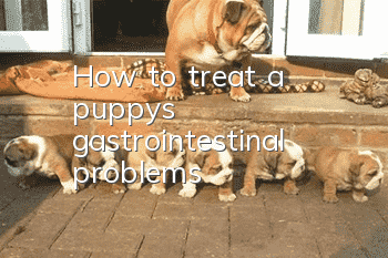 How to treat a puppy’s gastrointestinal problems