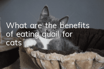 What are the benefits of eating quail for cats?