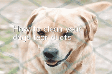 How to clean your dog’s tear ducts