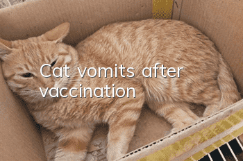 Cat vomits after vaccination