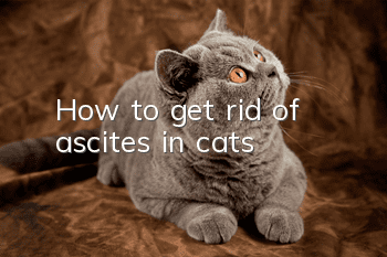 How to get rid of ascites in cats
