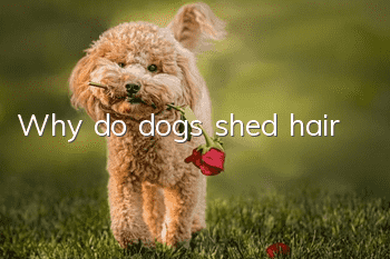 Why do dogs shed hair?