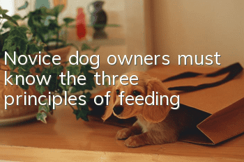 Novice dog owners must know the three principles of feeding