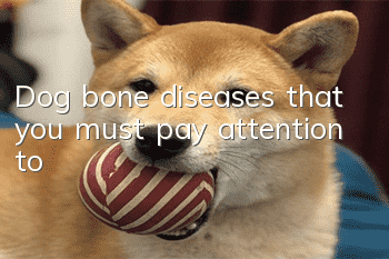 Dog bone diseases that you must pay attention to