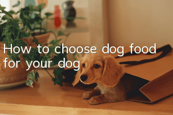 How to choose dog food for your dog