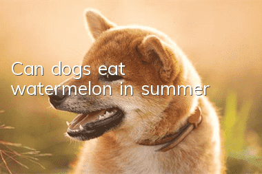 Can dogs eat watermelon in summer?