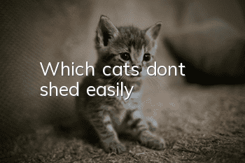 Which cats don’t shed easily?