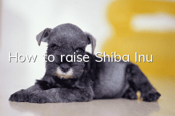 How to raise Shiba Inu