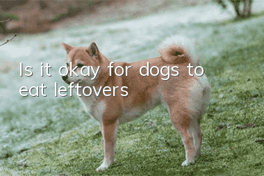 Is it okay for dogs to eat leftovers?