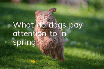 What do dogs pay attention to in spring?