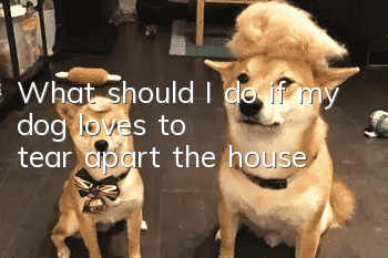 What should I do if my dog loves to tear apart the house?