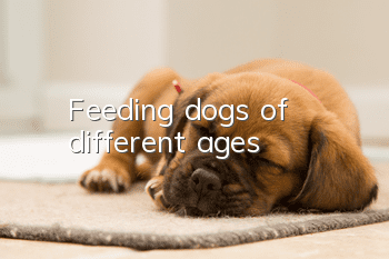 Feeding dogs of different ages
