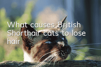 What causes British Shorthair cats to lose hair?