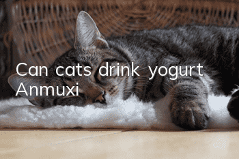 Can cats drink yogurt? Anmuxi