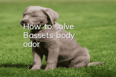 How to solve Basset's body odor