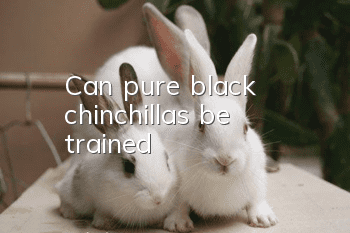 Can pure black chinchillas be trained?