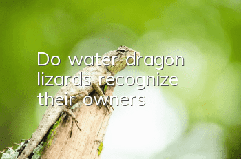 Do water dragon lizards recognize their owners?