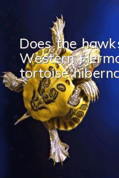 Does the hawksbill Western Hermann's tortoise hibernate?