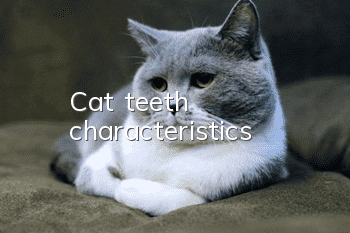 Cat teeth characteristics