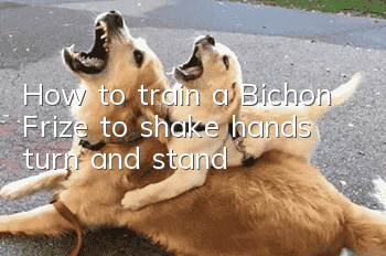 How to train a Bichon Frize to shake hands, turn, and stand