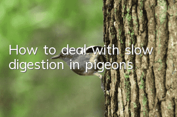 How to deal with slow digestion in pigeons