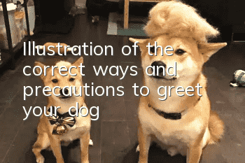Illustration of the correct ways and precautions to greet your dog