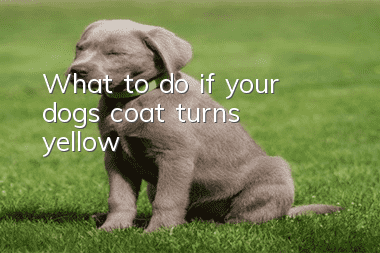 What to do if your dog’s coat turns yellow
