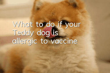 What to do if your Teddy dog is allergic to vaccine
