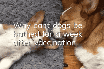 Why can’t dogs be bathed for a week after vaccination?