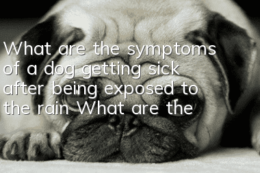 What are the symptoms of a dog getting sick after being exposed to the rain? What are the symptoms of a dog getting sick after being exposed to the rain?