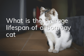 What is the average lifespan of a Bombay cat?