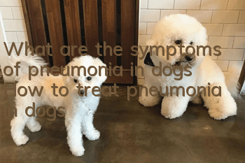What are the symptoms of pneumonia in dogs? How to treat pneumonia in dogs