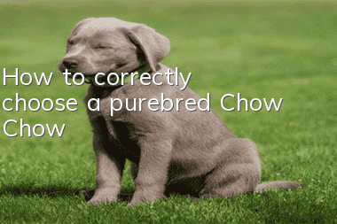 How to correctly choose a purebred Chow Chow