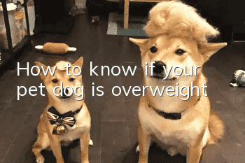 How to know if your pet dog is overweight?