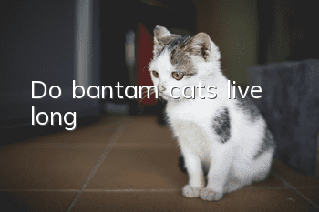 Do bantam cats live long?