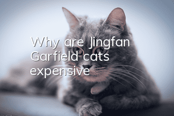 Why are Jingfan Garfield cats expensive?
