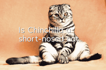 Is Chinchilla a short-nosed cat?