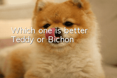 Which one is better, Teddy or Bichon?