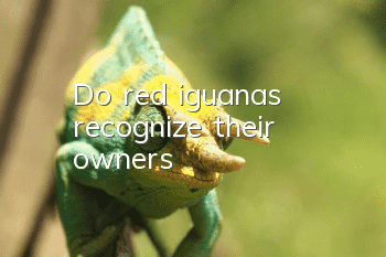 Do red iguanas recognize their owners?