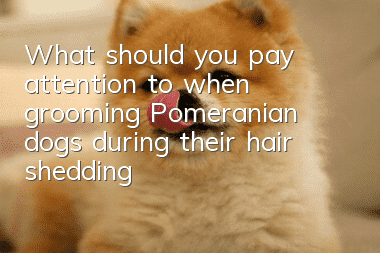 What should you pay attention to when grooming Pomeranian dogs during their hair shedding period?