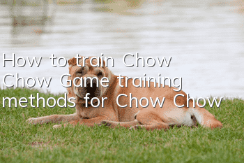 How to train Chow Chow? Game training methods for Chow Chow