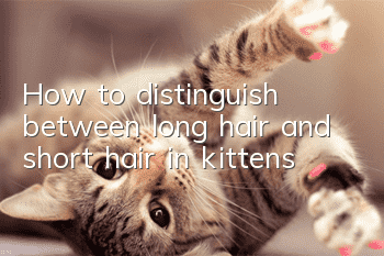 How to distinguish between long hair and short hair in kittens