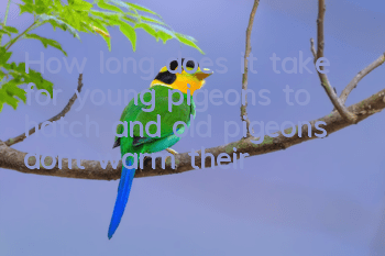 How long does it take for young pigeons to hatch and old pigeons don’t warm their nests?
