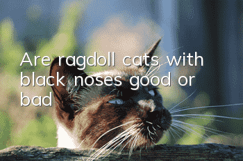 Are ragdoll cats with black noses good or bad?
